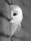 _Owl_